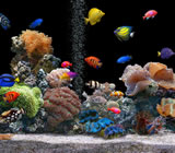 aquario-no-Pompeia